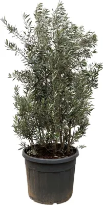 Produktbild von Everyplants Olea Europaea keř - 225 cm, Ø50 cm