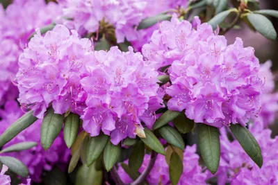 Produktbild von Rhododendron 'Roseum Elegans', rosa Blüten, 60–70 cm