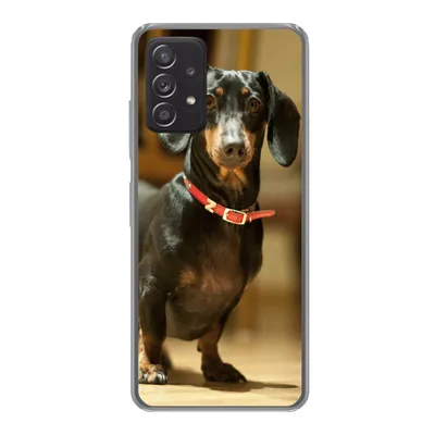 Produktbild von MuchoWow® Handyhülle Schutzhülle Hülle für Samsung galaxy a73 Porträt eines schwarzen Dackels Silikon Softcase Handy Hülle - Handyhülle
