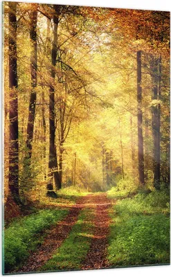 Produktbild von Bilder auf glas - Einteilig - Wald Baum Natur - 70x100cm - Glasbilder - Wandbilder - Bilder - zum Aufhängen bereit - Wanddekoration aus Glas - Glas Bilder - Wandbild auf Glas - GPA70x100-3718