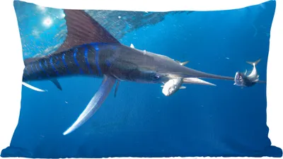 Produktbild von MuchoWow® Zierkissen Sofakissen Wohnzimmer Dekokissen 50x30 cm Schwertfisch - Blau - Wasser - Wohnzimmerdekoration - Polster mit Photo