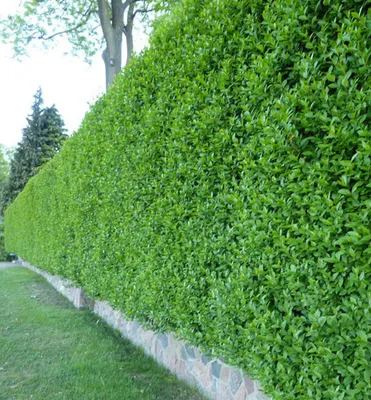 Produktbild von Liguster ´ATROVIRENS´ 30-40 cm, Cont. 2 l