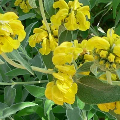 Image de 6 plants de Phlomis fruticosa (brandkruid) | Pot de 9 cm x 9 cm