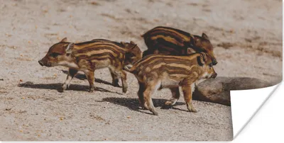 Produktbild von MuchoWow® Poster Baby - Wildschweine - Wild 40x20 cm - Poster für die Wand - Poster Schlafzimmer