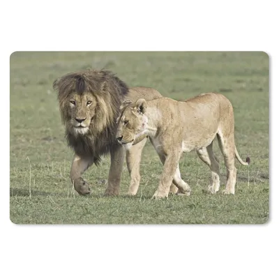 Produktbild von MuchoWow® Schreibtischunterlage Löwe - Löwin - Gras 60x40 cm - XXL Mauspad - Großes Mauspad