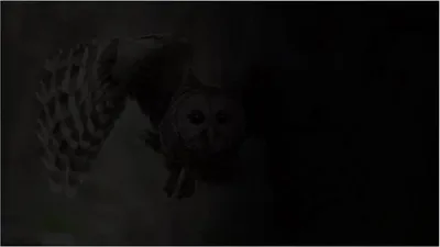 Produktbild von Privatfilter Natec OWL 16" 16:10