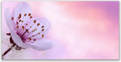 Produktbild von Tulup Leinwand-Bilder 120x60 Wandbild Canvas Kunstdruck Blume Pflanzen