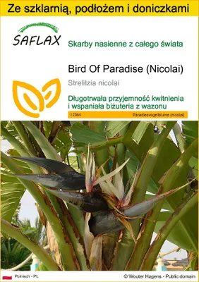 Zdjęcie produktu dla SAFLAX - Zestaw do uprawy - Bird Of Paradise (Nicolai) - 5 Nasiona - Z mini szklarnią, podłożem uprawowym i 2 doniczkami - Strelitzia nicolai