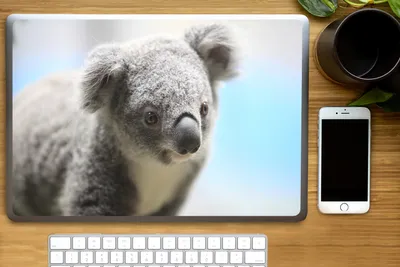 Produktbild von MuchoWow® Laptop Aufkleber Sticker Cover Koala - Nahaufnahme - Tier - Kinder - Jungen - Mädchen 40x30 cm - Laptop Dekoration - Selbstklebend