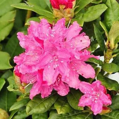 Obrázek produktu pro Rhododendron 'Rocket' | 40-50 cm, v květináči