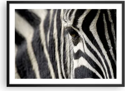 Produktbild von Gerahmtes Poster - Schwarzer Rahmen - Zebra Streifen Tierwelt Safari - 70x50 cm - Wand Bild - Wanddeko - Wandbilder - Wandposter - Bilderrahmen - Bilder - Kunstdruck - Wandbild - P2BAA70x50-2195