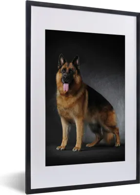 Produktbild von MuchoWow® MuchoWow® Gerahmtes Poster Porträt eines Deutschen Schäferhundes mit schwarzem Hintergrund 40x60 cm - Poster mit zchwarzem Bilderrahmen - Poster in Rahmen