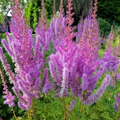 Produktbild von Astilbe chinensis 'Superba' – Prachtspiere, 5 wurzelnackte Pflanzen