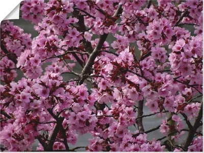 Produktbild von ARTland Poster Japanische Zierkirschen Blüte Größe: 80x60 cm