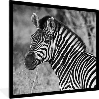 Produktbild von MuchoWow® Gerahmtes Poster Zebra-Porträt 40x40 cm - Poster mit Schwarzem Bilderrahmen Wandposter Rahmen Foto Bilder - Mit Rahmen - Wanddekoration Schlafzimmer