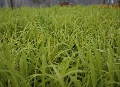 Immagine prodotto di 6 x Milium effusum 'Aureum' - Erba svolazzante gialla - Vaso da 9 x 9 cm