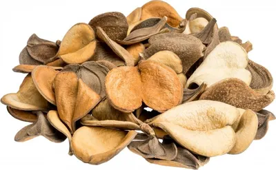 Produktbild von Pereiro Pintado in Natur, verpackt im Beutel mit 200g, Größe ca. 4-5cm | Aspidosperma cuspa