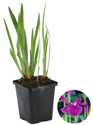 Produktbild von Iris Kaempferi, Schwertlilie, Teichpflanze, 15-25 cm, Topf 9 cm
