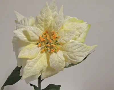 Produktbild von Künstlicher Weihnachtsstern Poinsettia 54 cm Creme mit Wasserstiel – Weihnachtsdekoration