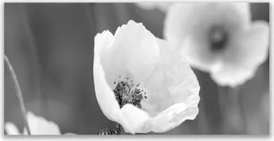 Produktbild von Glasbilder 140x70 Wandbild Druck auf Glas Mohnblumen Pflanzen