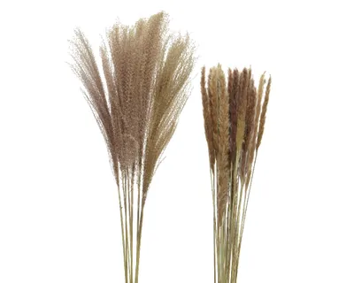 Produktbild von Trockenblumen Pampasgras Gräser 75-105cm natur braun 2er Set