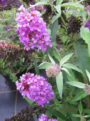 Produktbild von Buddleja Summer Bird Blue - Zwerg-Schmetterlingsflieder 30-40