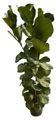 Produktbild von Zimmerpflanze - Ficus Lyrata - Geigenfeige - Strauch - Für helle Standorte ohne direkte Sonne - Topf Ø27cm - Höhe 170cm