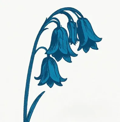 Immagine prodotto di The Bluebells: Questo è... The Bluebells (edizione in vinile blu)