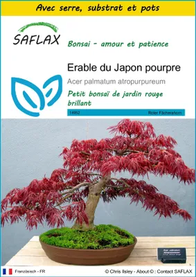Image de SAFLAX Ensemble de culture - Erable du Japon pourpre - 20 graines - Acer