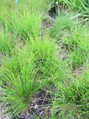 Produktbild von Festuca amethystina Walberla - Blauschwingel-Regenbogenschwingel