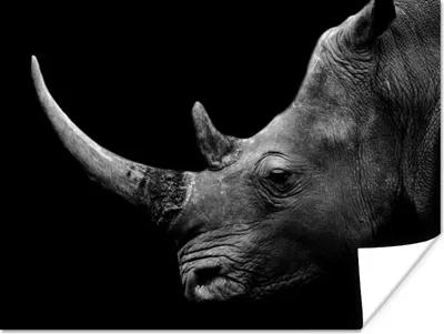 Produktbild von MuchoWow® Poster Nashorn - Tiere - Schwarz - Weiß - Porträt 160x120 cm - Foto Plakat