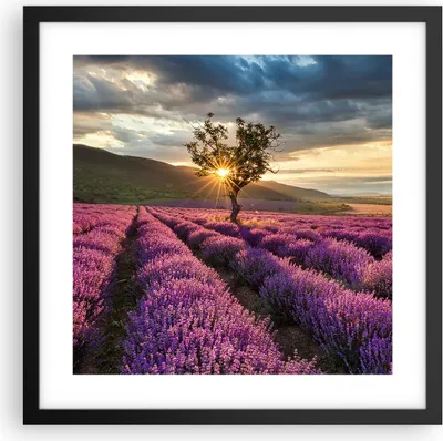 Produktbild von Gerahmtes Poster - Schwarzer Rahmen - Lavendel Berge Feld - 40x40 cm - Wand Bild - Wanddeko - Wandbilder - Kunstposter - Wandposter - Bilderrahmen - Bilder - Kunstdruck - Wandbild - P2BAC40x40-3645