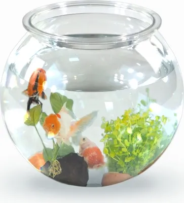 A clear, well-lit studio shot of a small, round fishbowl filled with water and containing three goldfish, aquatic plants, and a dark rock.