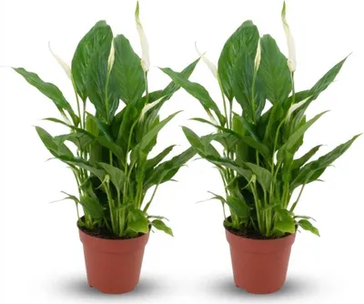 Produktbild von Spathiphyllum Einblatt – 2 Pflanzen – Ø12cm – Höhe 35–40cm – Luftreinigende Zimmerpflanze – Weiße Blüten – Ideal für Wohnraum & Büro