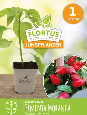 Produktbild von Chilipflanze Pimenta Moranga | Chilipflanzen von FLORTUS, Menge:1 Pflanze