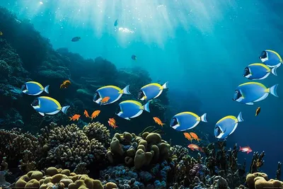 Zdjęcie produktu dla Surgeonfish and Goldies – Ryby – 61 x 91,5 cm – Plakat