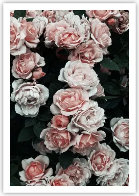 Produktbild von Poster - Poster ohne Rahmen - Rosen Blumen Blätter - 70x100 cm - Wand Bild - Wanddeko - Wandbilder - Kunstposter - Wandposter - Bilder - Kunstdruck - Wanddekoration - Wandbild - P2XPA70x100-4760