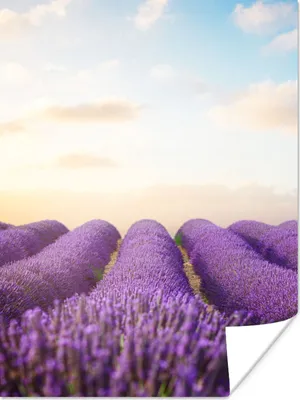 Produktbild von MuchoWow® Poster Lavendel - Himmel - Wolken - Blumen 120x160 cm - Wandbilder