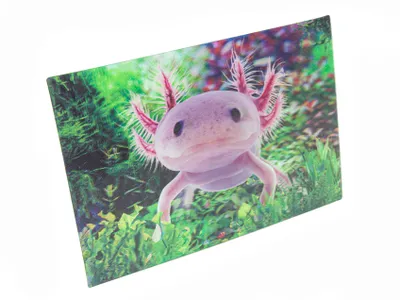 Produktbild von 3 D Ansichtskarte Axolotl, Postkarte Wackelkarte Hologrammkarte Tiere Tier Wassertier