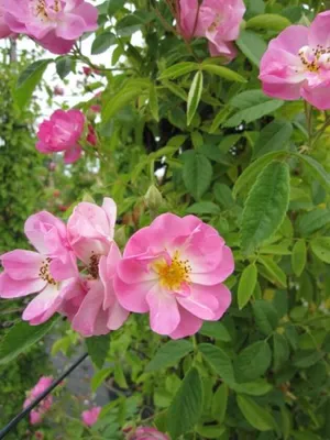Produktbild von Kletterrose Blush Rambler ® - Rosa Blush Rambler ® - hellrosa - Duft+ - Ramblerrose