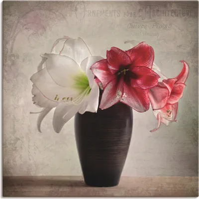 Produktbild von ARTland Leinwandbild Amaryllis Vintage I Größe: 30x30 cm
