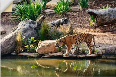Produktbild von ARTland Wandbild, selbstklebend Tiger an der Wasserstelle Größe: 60x40 cm