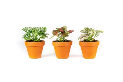 Obrázok produktu pre Gardners Hypoestes mix, priemer 8,5 cm