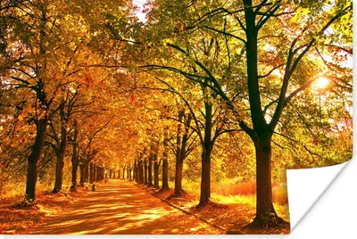 Produktbild von MuchoWow® Poster Wald - Herbst - Jahreszeiten - Ländlich 120x80 cm - Bilder
