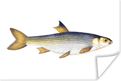 Produktbild von MuchoWow® Poster Karpfen - Fisch - Meer 30x20 cm - Plakate - Print