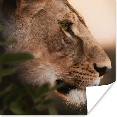 Produktbild von MuchoWow® Poster Löwe - Wilde Tiere - Dschungel 75x75 cm - Wand Dekoration