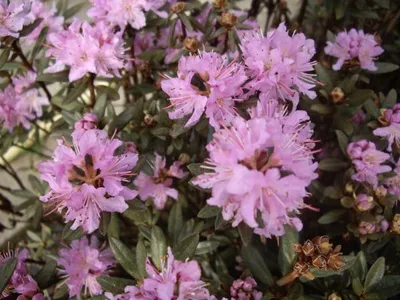 Produktbild von Wild Rhododendron / Alpenrose - Rhododendron lapponicum - 30-40cm