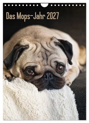 Produktbild von Das Mops-Jahr 2027 (Wandkalender 2027 DIN A4 hoch), CALVENDO Monatskalender