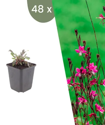 Produktbild von Plants by Frank | 48 Prachtkerze 'Siskiyou Pink' Pflanzen | Gaura Lindheimeri 'Siskiyou Pink' | Stauden | Winterhart | Mehrjährig | Gartenpflanzen