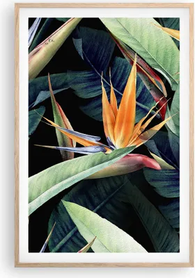 Produktbild von Gerahmtes Poster - Rahmen in heller Eiche - Pflanze Tropisch Blume - 61x91,5 cm - Wand Bild - Wanddeko - Wandbilder - Kunstposter - Wandposter - Bilderrahmen - Bilder - Kunstdruck - P2NPA61x91-5093